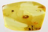 Detailed Fossil Spider and Ironclad Beetle in Baltic Amber #343364-1